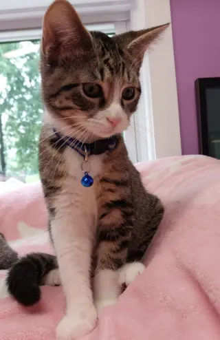 Catnip Dealer 1 (Boo)