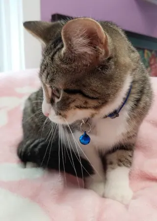 Catnip Dealer 1 (Boo)