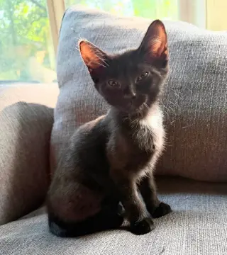 Portia