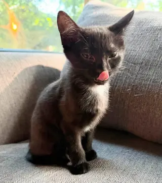 Portia