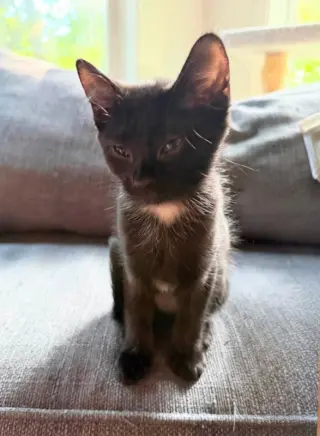 Portia