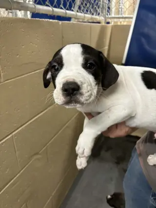 Diesel (Gravy's Litter)