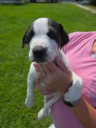 Diesel (Gravy's Litter)