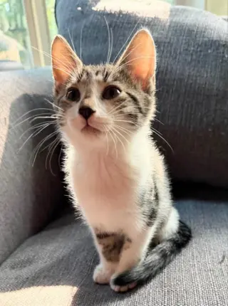 Gandalf