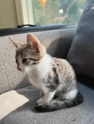 Gandalf
