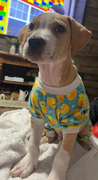 Tater Tot (gravy's litter)