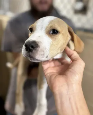 Tater Tot (gravy's litter)