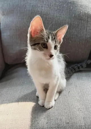Frodo