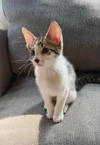 Frodo