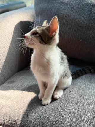 Frodo