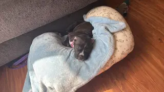Potato (gravy's litter)