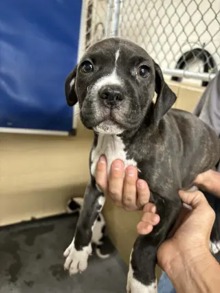 Potato (gravy's litter)
