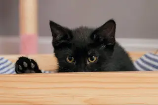 Moe