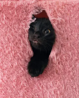 Moe