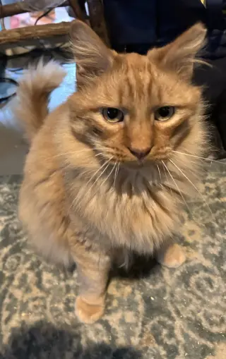Ferdinand
