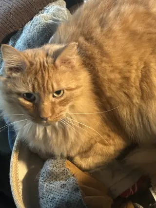 Ferdinand