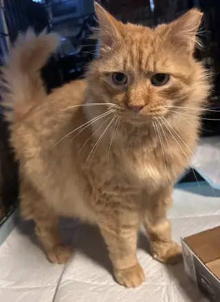 Ferdinand