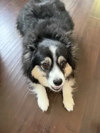 Rosie