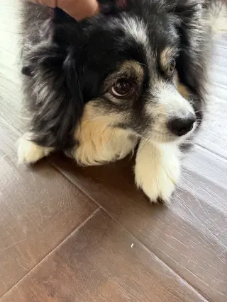 Rosie