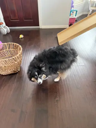 Rosie