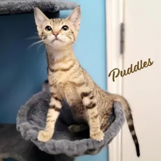 Puddles #brother-of-Zeus