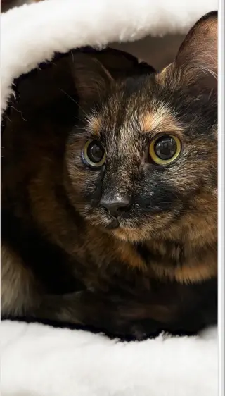Baby Cat