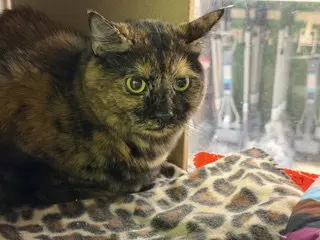 Baby Cat