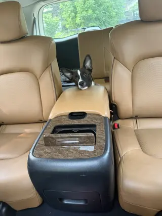 Puppy Pineapple