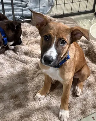 Puppy Mango
