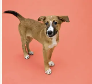 Puppy Mango