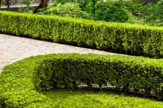podador de arboles jardineria