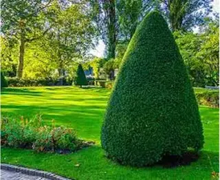podador de arboles jardineria