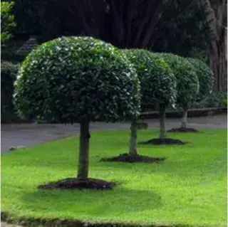 podador de arboles jardineria