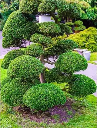 podador de arboles jardineria