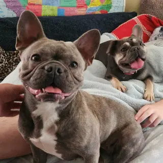 Piggy and Princess