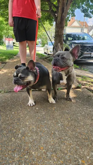 Piggy and Princess