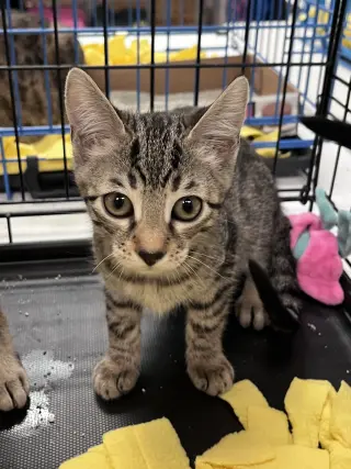 Pookie's Zoey KITTEN
