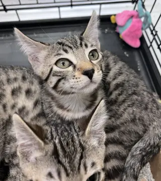 Pookie's Zoey KITTEN