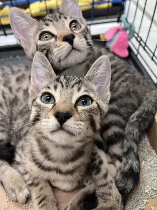 Pookie's Zoey KITTEN