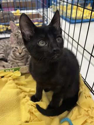 Pookie's Onyx KITTEN