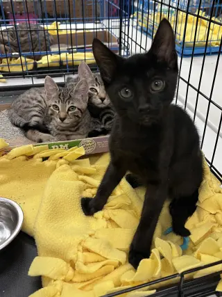 Pookie's Onyx KITTEN