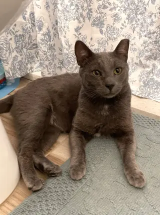 roscoe