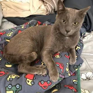 roscoe