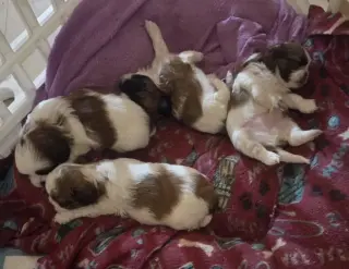 4 shitzu 100%puros