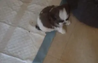 4 shitzu 100%puros