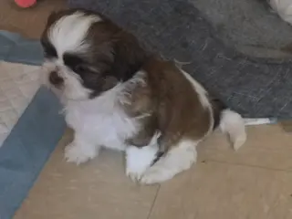 4 shitzu 100%puros