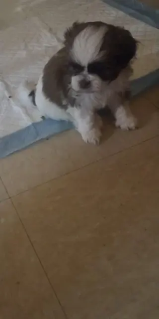 4 shitzu 100%puros