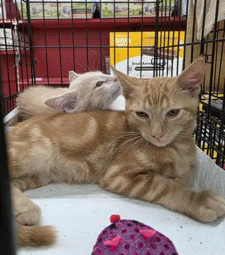 GUS