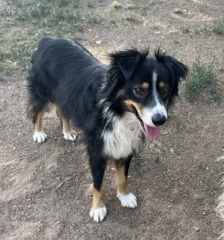 Chevy