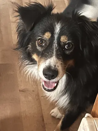 Chevy